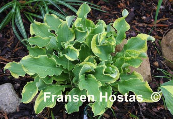 Hosta Wheee!